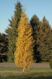 Dakota Pinnacle Birch