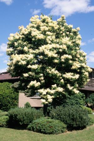 Japanese Tree Lilac