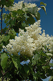 Japanese Tree Lilac