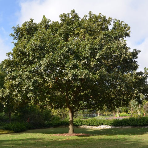 Bur Oak