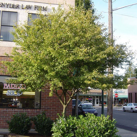 Serviceberry (Single Stem)