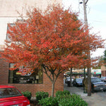 Serviceberry (Single Stem)