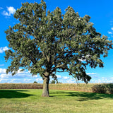 Bur Oak