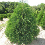 Techny Arborvitae